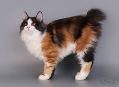 a calico cat standing in front of a gray background