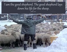 a man standing in front of a herd of sheep with a sign that says i am the good shepherd