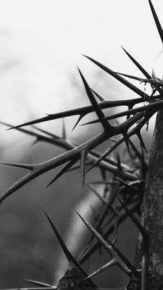 a black and white photo of a cactus