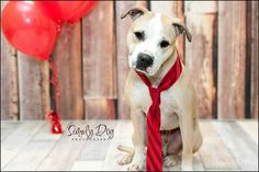 a dog wearing a red tie and standing in front of a wooden wall with balloons