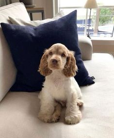 a brown and white dog sitting on top of a couch next to a blue pillow