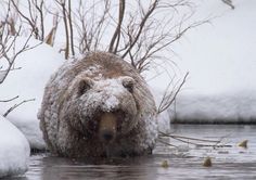 a bear in the water with snow on its face