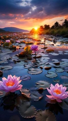 pink water lilies are in the middle of a pond with lily pads at sunset