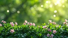 small pink flowers in the middle of some green bushes and trees with sunlight shining through them