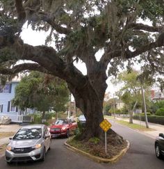 cars parked in front of a large tree