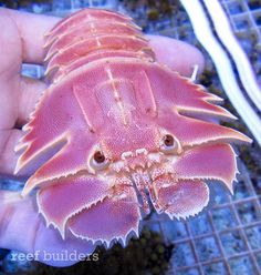 a close up of a person's hand holding a large pink crab in the water