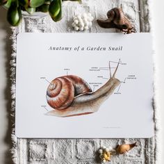 the anatomy of a garden snail is displayed on a piece of paper with shells around it