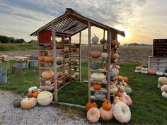 pumpkins and gourds are arranged on the ground in front of a shed