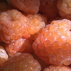 closeup of some pink grapes with water droplets on them