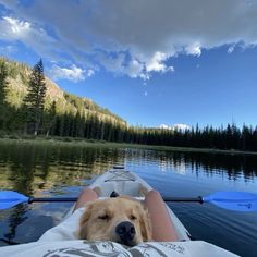 a dog is sitting in the front of a kayak with its head resting on someone's arm