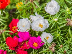 colorful flowers blooming in the middle of some green leaves and stems with white, pink, red, and yellow centers