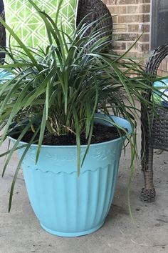 a blue potted plant sitting on top of a patio