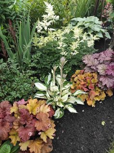 a garden filled with lots of different types of flowers