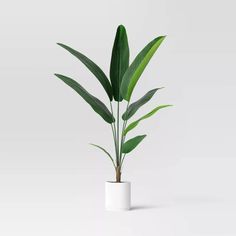 a green plant in a white vase on a white background with room for text or image