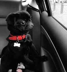 a small black dog sitting in the back seat of a car with its paw up