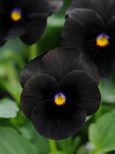 three black flowers with yellow center in the middle