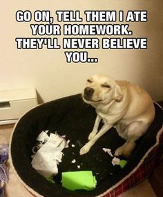 a dog that is sitting in a bed with the caption go on, tell them i ate your homework they'll never believe you