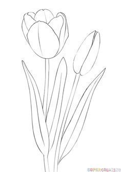 a drawing of three tulips on a white background with the words, how to draw