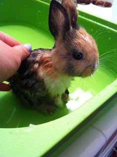 a person is petting a small brown and white rabbit in a green bowl with the caption, no matter how hard you try