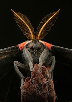 a close up of a moth on a black background