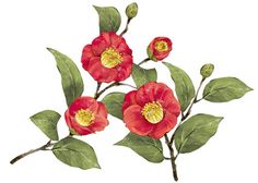 three red flowers with green leaves on a white background