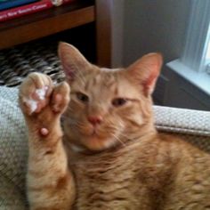 an orange cat laying on top of a couch next to a window with it's paw in the air