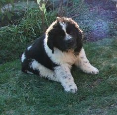 a black and white dog laying in the grass