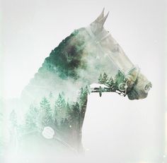 a horse that is standing in the grass with trees on it's back end