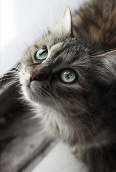 a close up of a cat with green eyes looking at something in the air and to the side