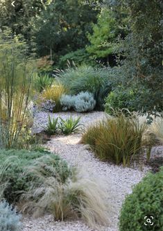 a garden with lots of plants and gravel