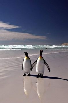 two penguins standing on the beach facing each other