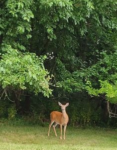 a deer standing on top of a lush green field