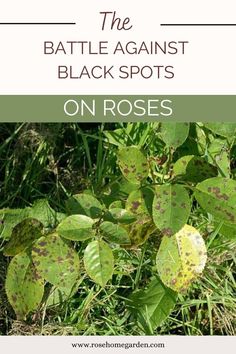 rose diseases leaves Black Spot On Roses, Rose Diseases, Rose Leaves, Backyard Diy Projects, Gardening Advice, Rose Bush, Black Spot, Diy Backyard, Lush Green