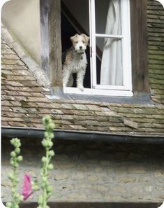 a dog looking out the window of a house