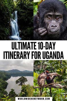 the ultimate 10 - day itinerary for uganda with gorillas and other wildlife