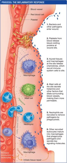 an illustration shows the stages of fibrocyal respiratoration in humans