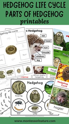 the hedgehog life cycle worksheet is shown with pictures and words on it