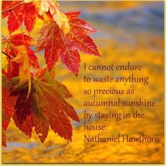 autumn leaves with the quote i cannot't endure to waste anything so precious