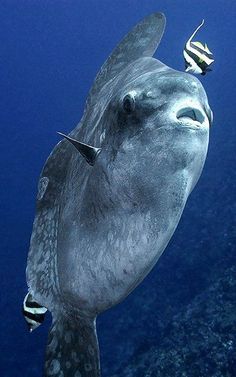 a large fish swimming in the ocean