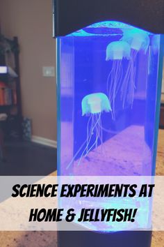 two jellyfish swimming in an aquarium with the words science experiments at home and jellofish