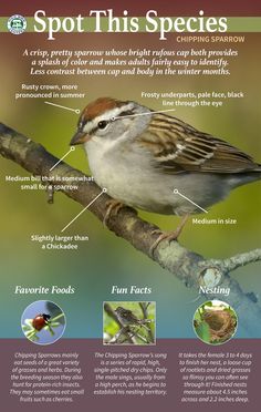 a bird sitting on top of a tree branch with information about its different types and colors