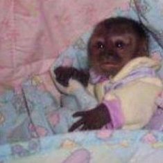 two baby monkeys wrapped in blankets on top of a bed with pink and blue sheets