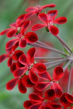 red flowers are blooming in the garden