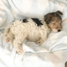 a small brown and black dog laying on top of a white blanket