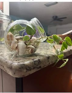 a glass vase filled with plants on top of a counter