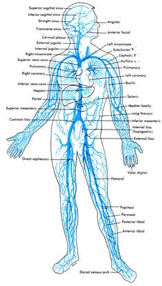 an image of the human body with all its major branches and peripheral systems labeled in blue