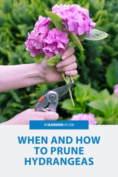 someone is holding flowers with the words when and how to prune hydrangeas