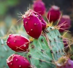 a close up of a cactus with many small red flowers on it's head