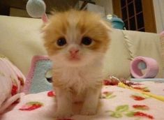 an orange and white kitten sitting on top of a bed next to a stuffed animal