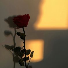 a single red rose sitting on top of a table next to a shadow cast wall